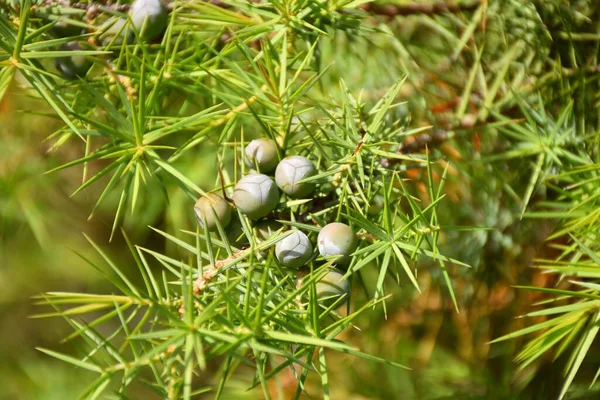 Fruto Del Enebro Común Juniperus Communis Sus Frutas Utilizan Para — Foto de Stock