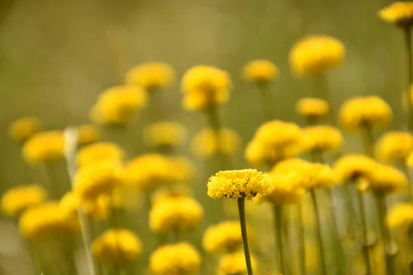 Santolina Chamaecyparissus Flower Yellow Hue Sun Flower Mosaic Focus Single — 스톡 사진