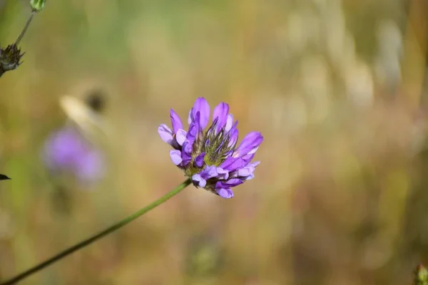 Trébol Apestoso Bituminaria Bituminosa Flor Corola Azul Violeta — Foto de Stock