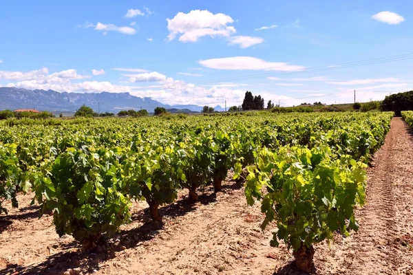 Uitzicht Wijngaarden Rioja Het Voorjaar Contrast Licht Schaduw Door Troebele — Stockfoto