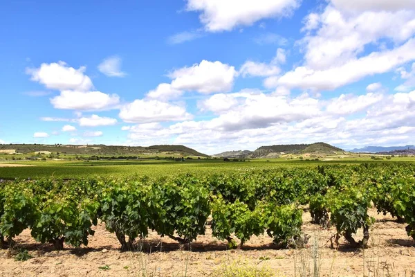 Wijngaarden Zonnige Dag Rioja — Stockfoto