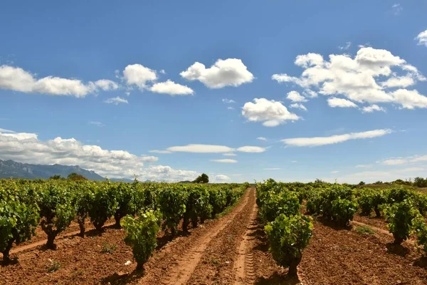 Prachtige Wijngaard Rioja Geplant Rode Aarde Blauwe Lucht Met Wolken — Stockfoto