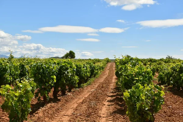 地面にトラクタートラックと完全な成長のブドウ畑の大規模な行 サンアセンシオで ラRioja — ストック写真