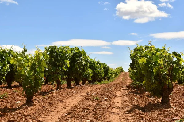 Photo Vineyard Row Tractor Wheels Marking Ground Sunny Day Cloudy — Stock Photo, Image