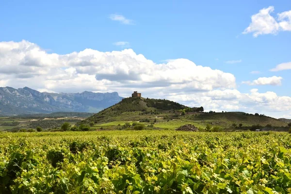 Vineyard Landscape Ruins Davalillo Castle Strategic Defensive Location Ebro Valley — Stock Photo, Image