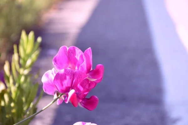 晴れた日にはラテルス ラティフォリウスの花が主要道路に侵入 — ストック写真