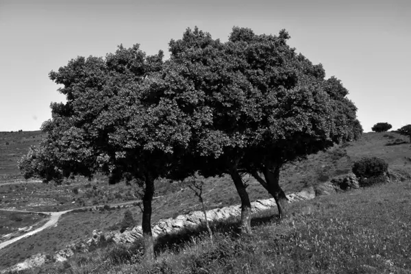 Set Tre Lecci Montagna Divisa Con Crepa Pista Forestale Sul — Foto Stock