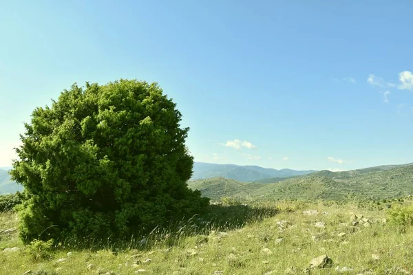 Blackthorn Hegy Tetején Cidacos Völgyben — Stock Fotó