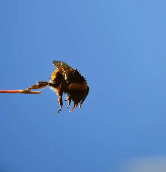 Űrdongó Bombus Leesik Egy Fűszál Kék Háttér — Stock Fotó