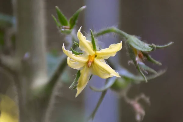 Gul Blomma Tomatplantor Lantlig Grönsaksträdgård — Stockfoto