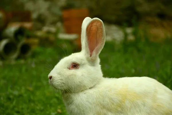 Weißes Kaninchen Halbfreiheit Auf Grasboden — Stockfoto