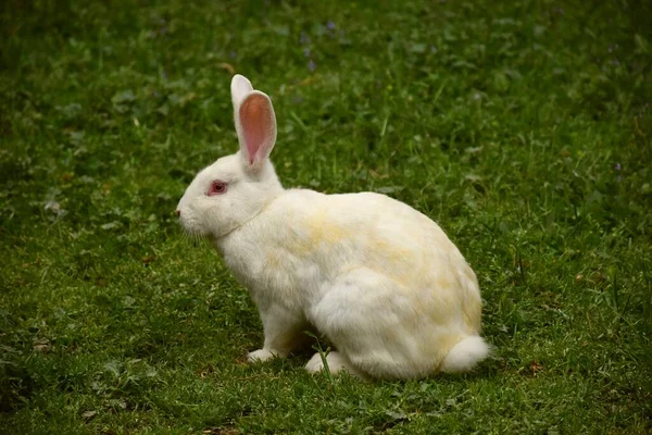 Породы Белых Кроликов Новой Зеландии Зеленом Травяном Поле — стоковое фото