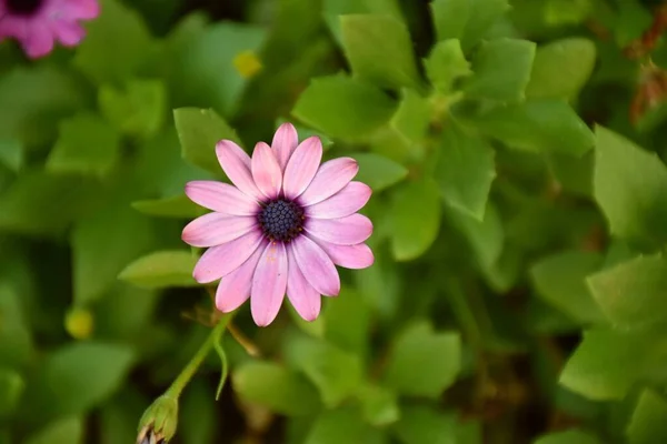 Fialový Květ Anémie Hortensis Zahradě — Stock fotografie