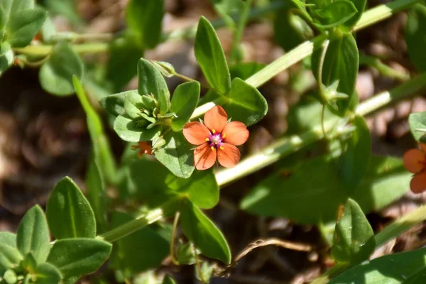 Scarlet Pimpernel Virág Lysimachia Arvensis Füves Réten Földút Mellett — Stock Fotó