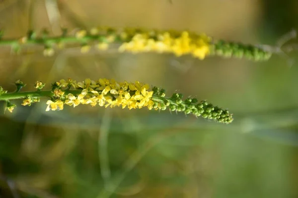 Żółte Kwiaty Agrimonia Eupatoria Obok Pola Uprawnego — Zdjęcie stockowe