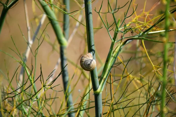 カタツムリ付きフェンネル植物 フエヌムハゲワシ — ストック写真