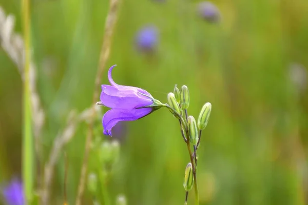 Campanula Hispanica Kwiat Szczegół Zielonej Łące Trawy Obok Ścieżki — Zdjęcie stockowe