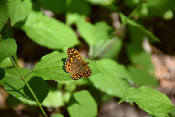 Espécimen Mariposa Pared Pararge Aegeria Posado Sobre Una Hoja Arbusto —  Fotos de Stock