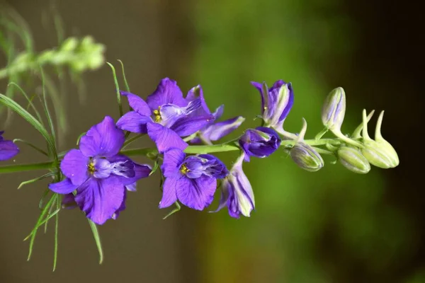 Fioletowy Kwiat Consolida Ajacis — Zdjęcie stockowe