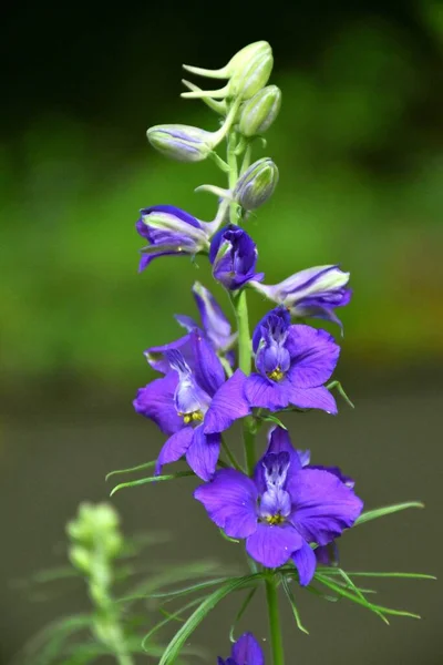 Blütenpflanze Consolida Ajacis — Stockfoto