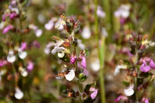 Treucrium Chamaedrys Plantas Púrpura Rosa Blanco Inflorescencia — Foto de Stock