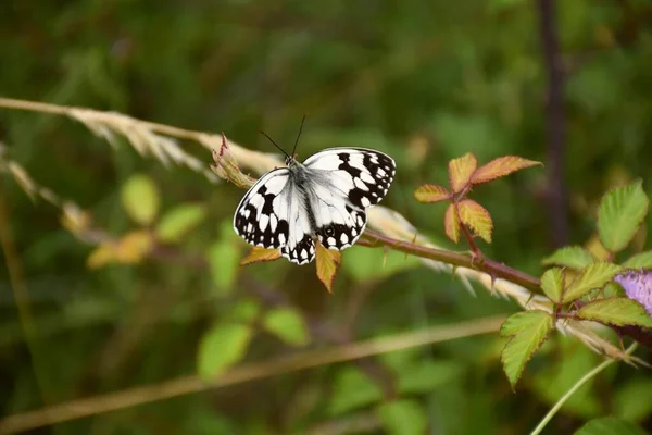 Mariposa Melanargia Familia Nymphalidae Blanco Negro Posada Sobre Brote Mora —  Fotos de Stock