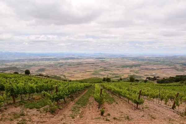 Široký Pohled Údolí Řeky Ebro Vinice Obdělávaných Polí Dolní Části — Stock fotografie