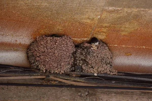 2匹のツバメの巣が建物のポーチの下にあり 親が持ってくる食べ物を捕まえるために頭を出している雛がいる — ストック写真