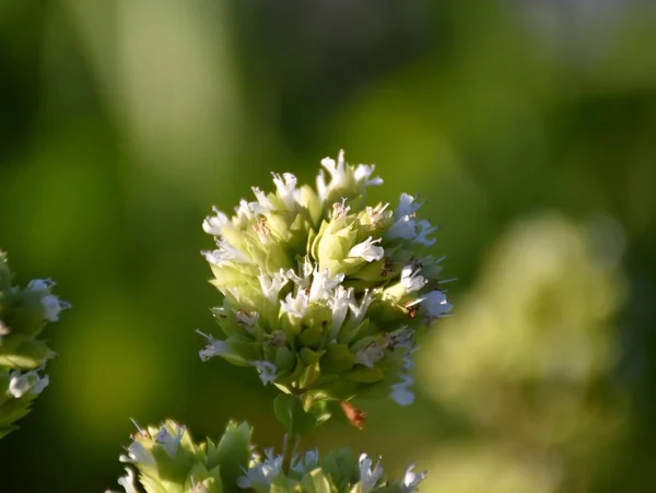 Białe Kwiaty Oregano Origanum Sadzie — Zdjęcie stockowe