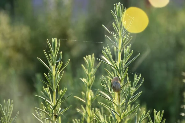 Particolare Della Pianta Rosmarino Salvia Rosmarinus Nella Giornata Sole Con — Foto Stock