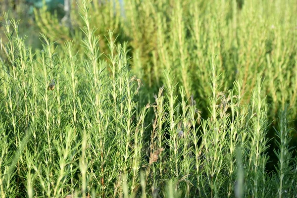 Rosmarino Salvia Rosmarinus Campo Coltivazione Giornata Sole — Foto Stock