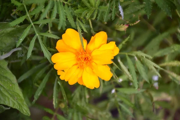 Pomerančově Žlutý Květ Tageta Tagetes Erecta Pěstovaný Sadě — Stock fotografie