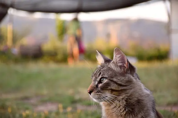 Tabby Cat Posing Headshot Background Blurred Farmer Watering Plants Greenhouse — Stock Photo, Image