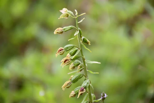 Epipactis Orkidé Blom Grönt Fält Utomhus — Stockfoto