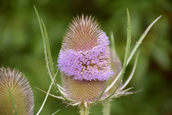 Distel Dipsacus Fullonum Bloei Groene Grasweide — Stockfoto