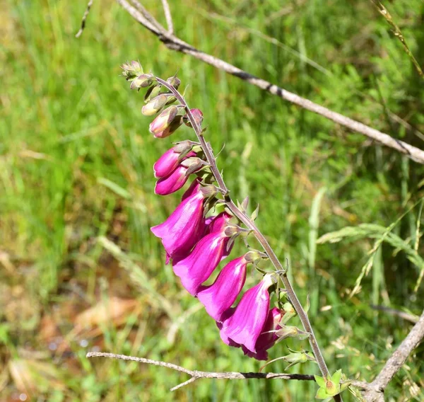 Side View Digitalis Purpurea Flowers Portrait — Stock Photo, Image