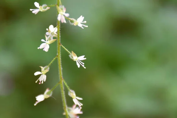 Malé Bílé Květy Circaea Lutetiana Horách — Stock fotografie