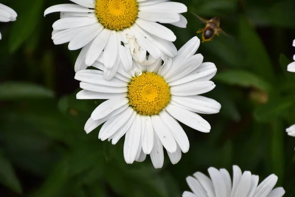 Zbliżenie Szczegółów Białe Żółte Stokrotki Kwiaty Maksimum Leucanthemum Sadzarka — Zdjęcie stockowe