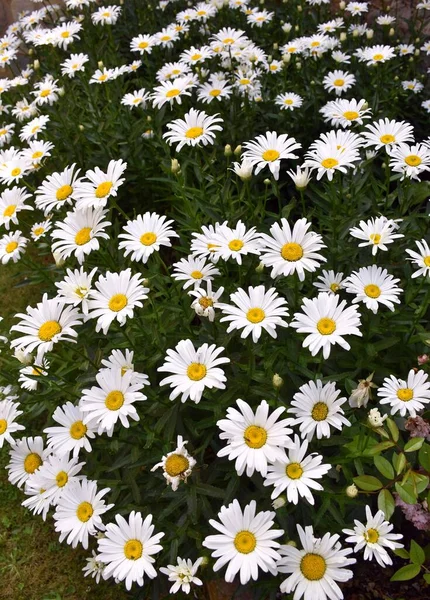 Jardinera Con Flores Margarita Blanca Amarilla Leucantemo Máximo — Foto de Stock