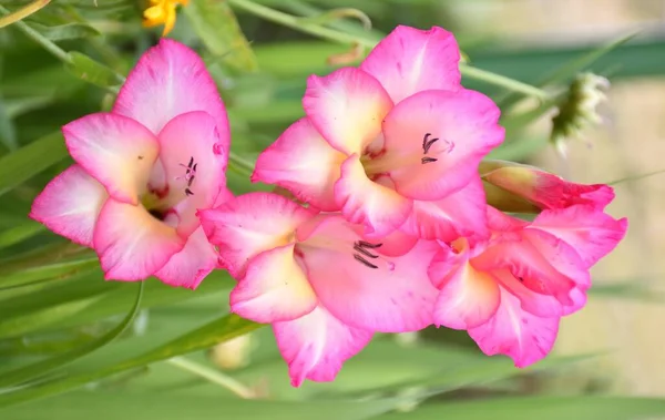 プランターの中で開いてグラジオラスの花を打つ — ストック写真