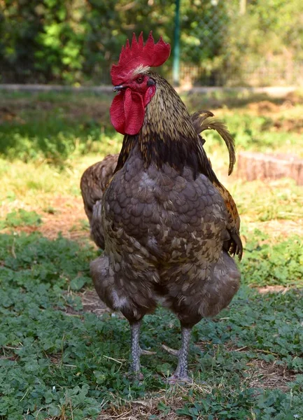 Bunte Hähne Der Rasse Biblue Grünen Grasfeld — Stockfoto