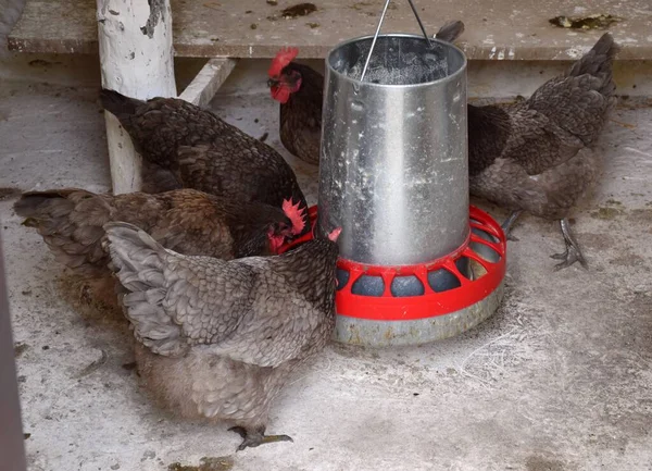 Beyaz Tavuk Kümesinin Içindeki Çift Cinsiyetli Tavuklar Besleyiciyle Besleniyor — Stok fotoğraf