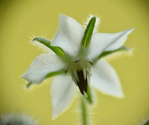 Bílý Květ Sadu Fotografie Makra — Stock fotografie