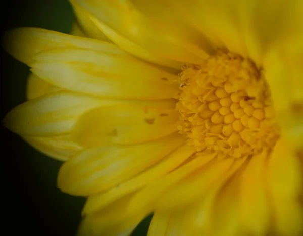 Makro Zdjęcie Żółtego Kwiatu Calendula Officinalis — Zdjęcie stockowe