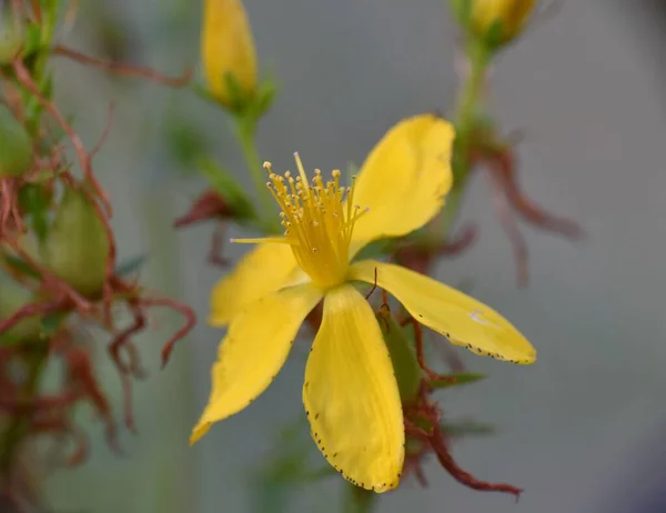 Detail Žlutého Květu Hypericum Perforatum Travnatém Poli — Stock fotografie