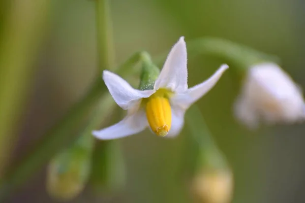 Vit Och Gul Vild Blomma Solanum Nigrum — Stockfoto