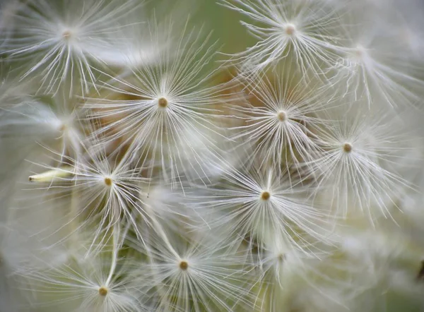 Dandelion Seeds Fall Ground — Stock Photo, Image