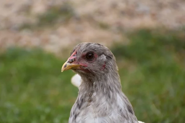 Detail Der Biblue Rasse Hühnerkopf — Stockfoto
