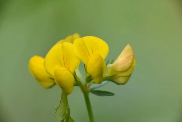 Lotus Corniculatus Sarı Çiçekli Bitki Detayı — Stok fotoğraf