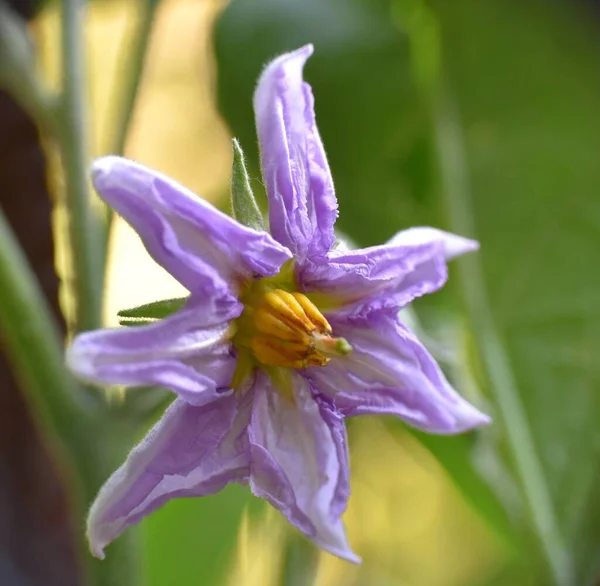 Lilek Květ Fialové Žluté Barvy Zeleninové Zahradě — Stock fotografie